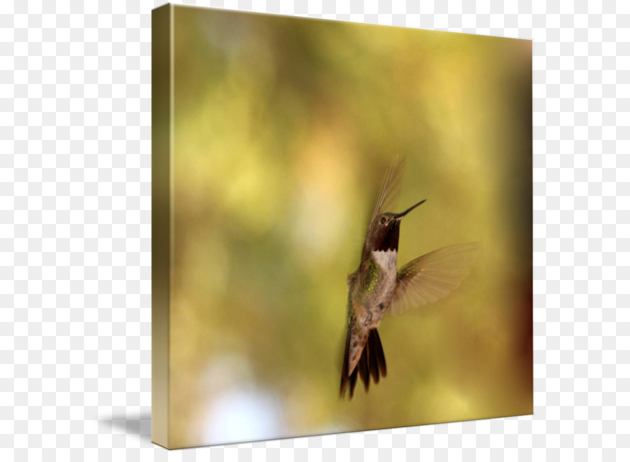 Hummingbird M，Paruh PNG