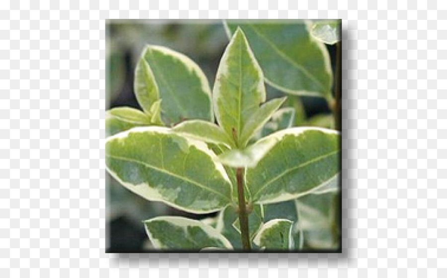 Daun，Ligustrum Ovalifolium PNG