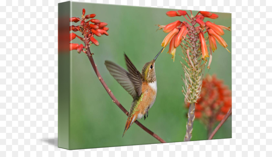 Hummingbird，Hummingbird Udang PNG