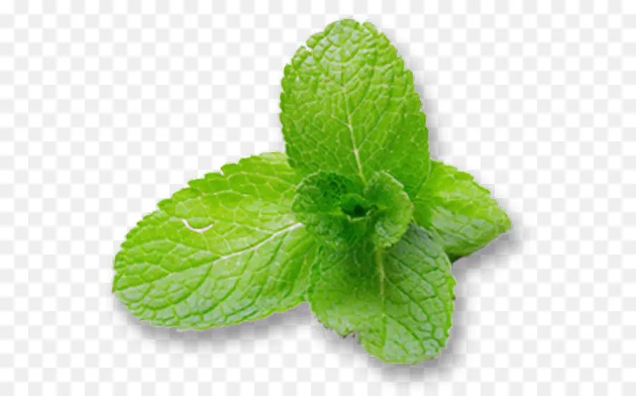 Daun Mint Hijau，Herba PNG