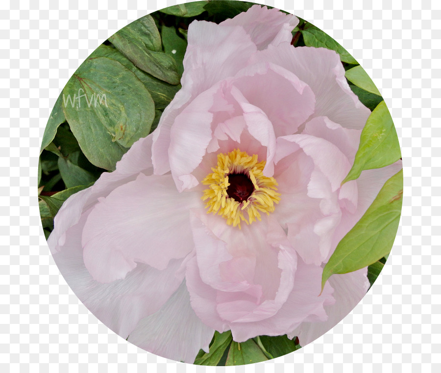 Peony，Keluarga Mawar PNG