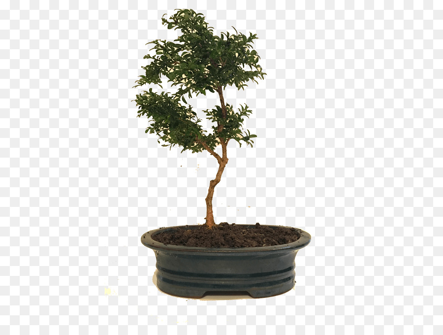 Pohon Bonsai，Miniatur PNG