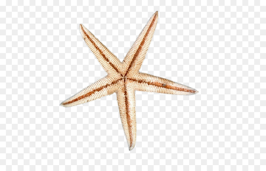 Bintang Laut，Dasar Laut PNG