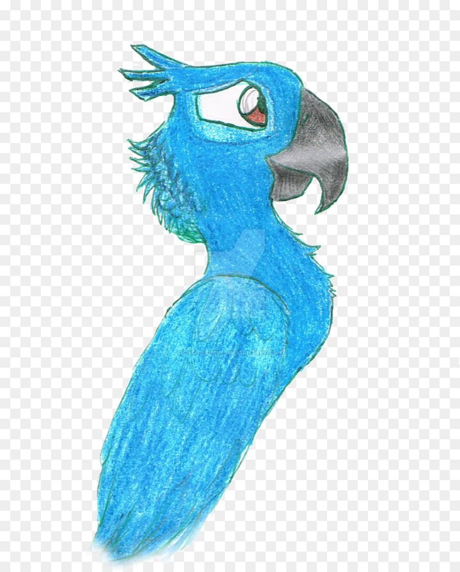 Burung Beo Biru，Burung PNG