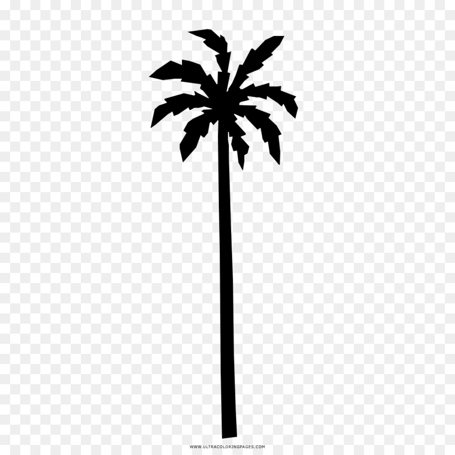 Asia Palmyra Palm，Gambar PNG