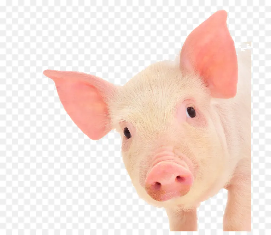 Babi，Peternakan PNG