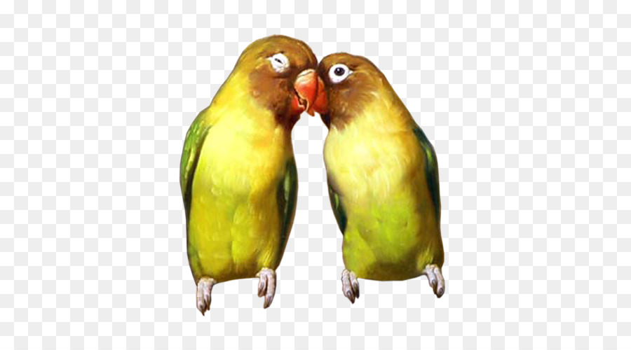 Burung，Lovebird PNG