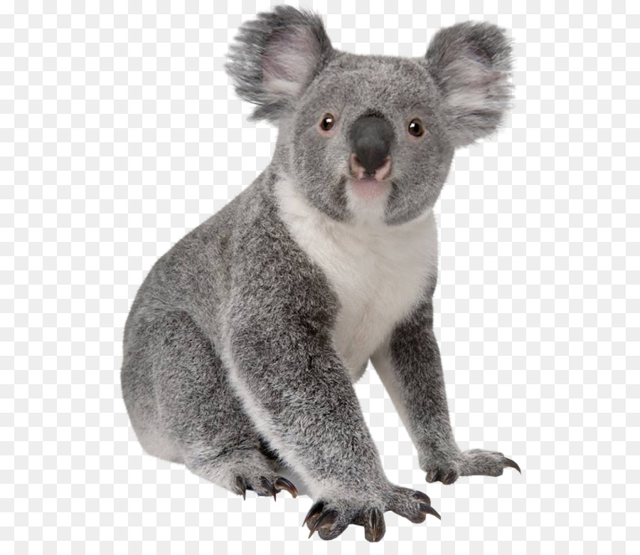 Koala，Beruang PNG