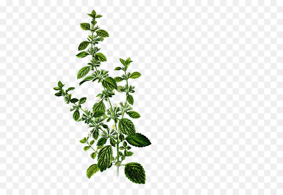 Tanaman Mint，Herba PNG