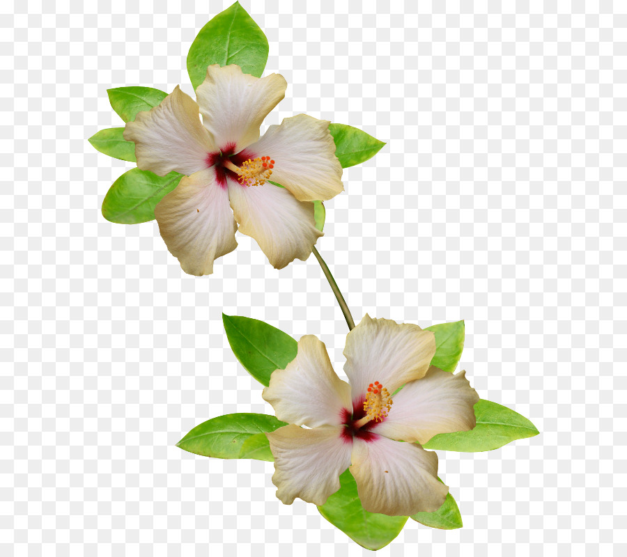 Rosemallows，Bunga PNG