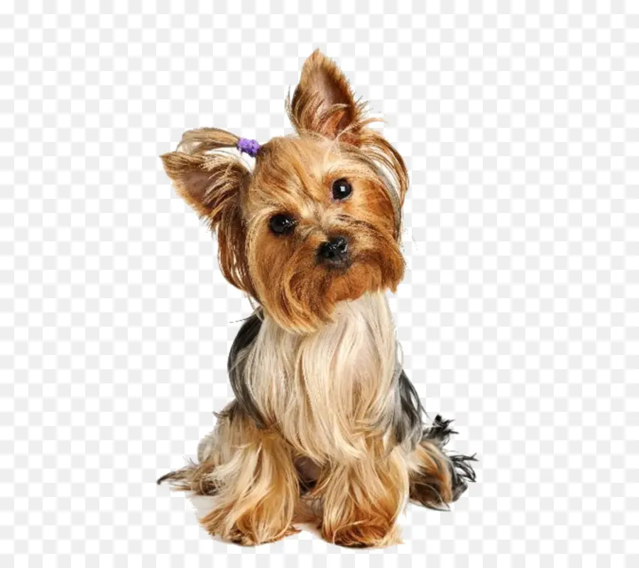 Yorkshire Terrier，Anjing PNG