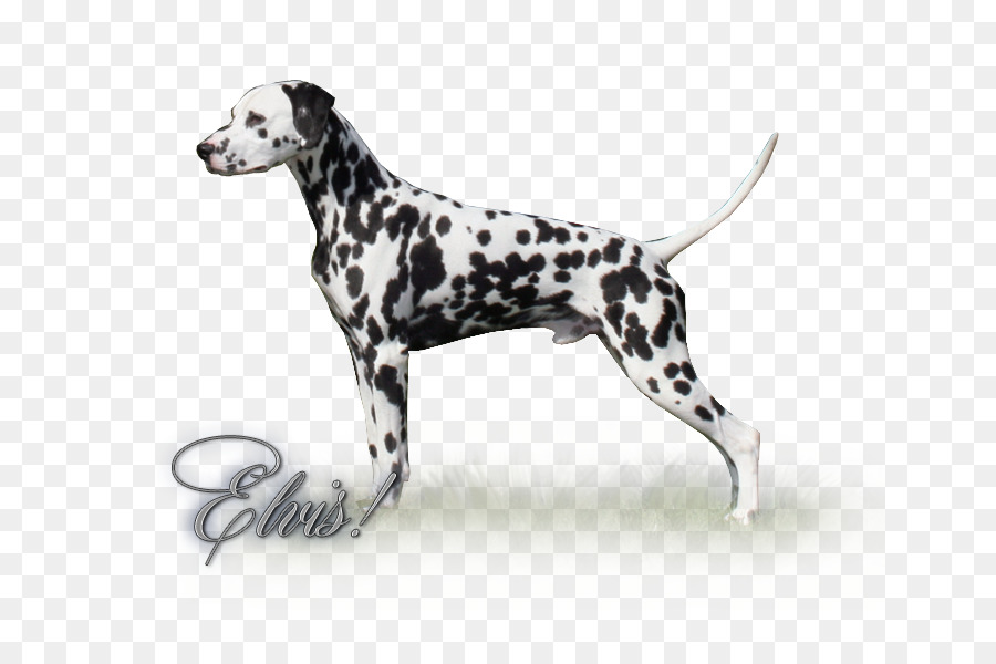 Anjing Dalmatian，Anjing Berkembang Biak PNG