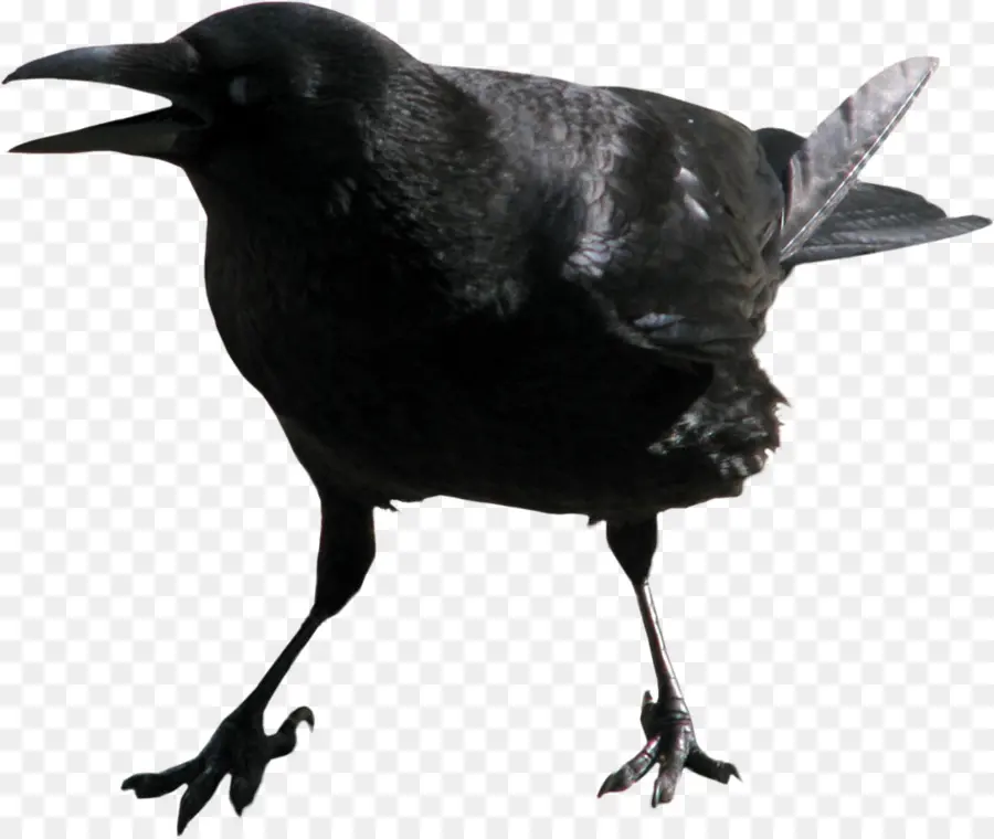 Burung Gagak，Hitam PNG