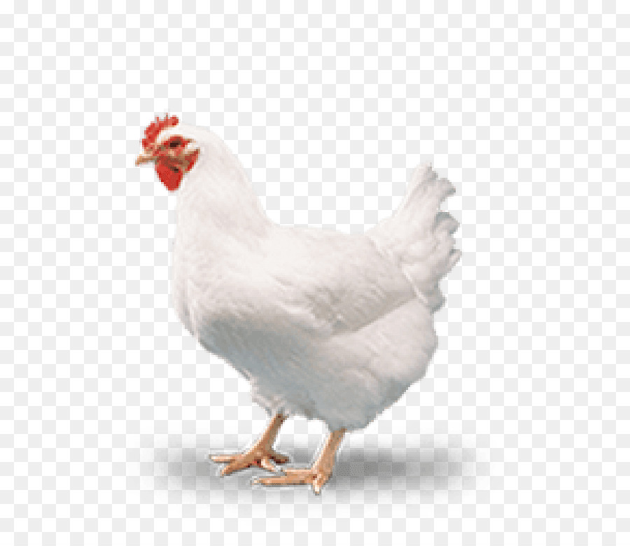 Cornish Ayam  Ayam  Pedaging Unggas gambar  png 