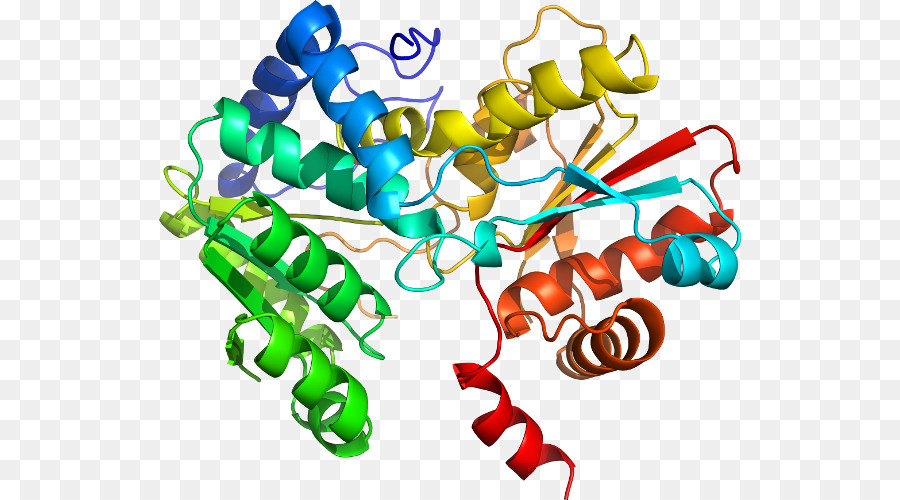 Struktur Protein，Biologi PNG