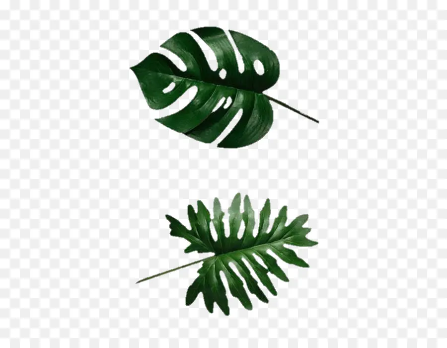 Daun Monstera，Hijau PNG