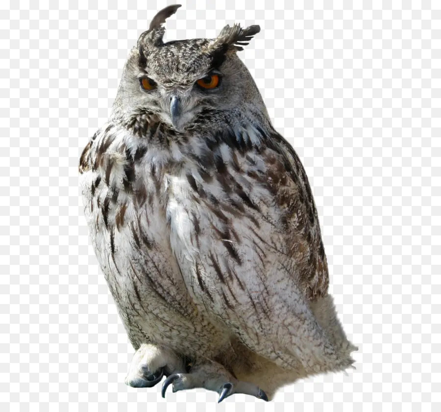 Burung Hantu，Snowy Owl PNG