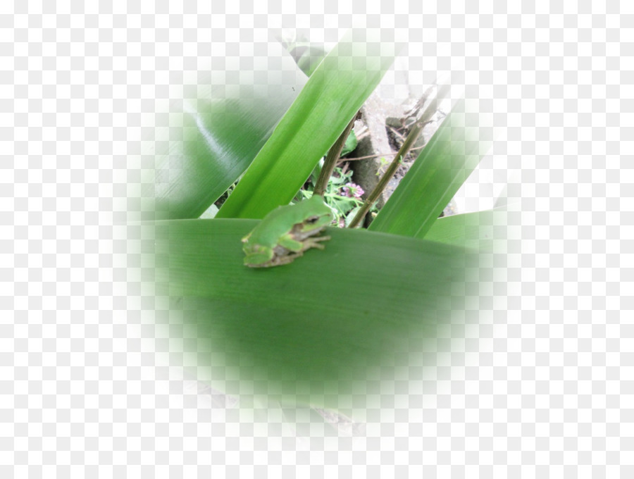 Mantis，Kelembaban PNG