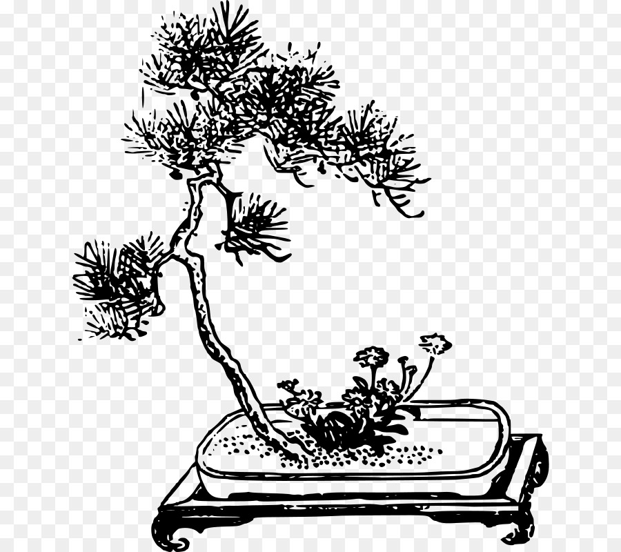 Cabang，Bonsai PNG