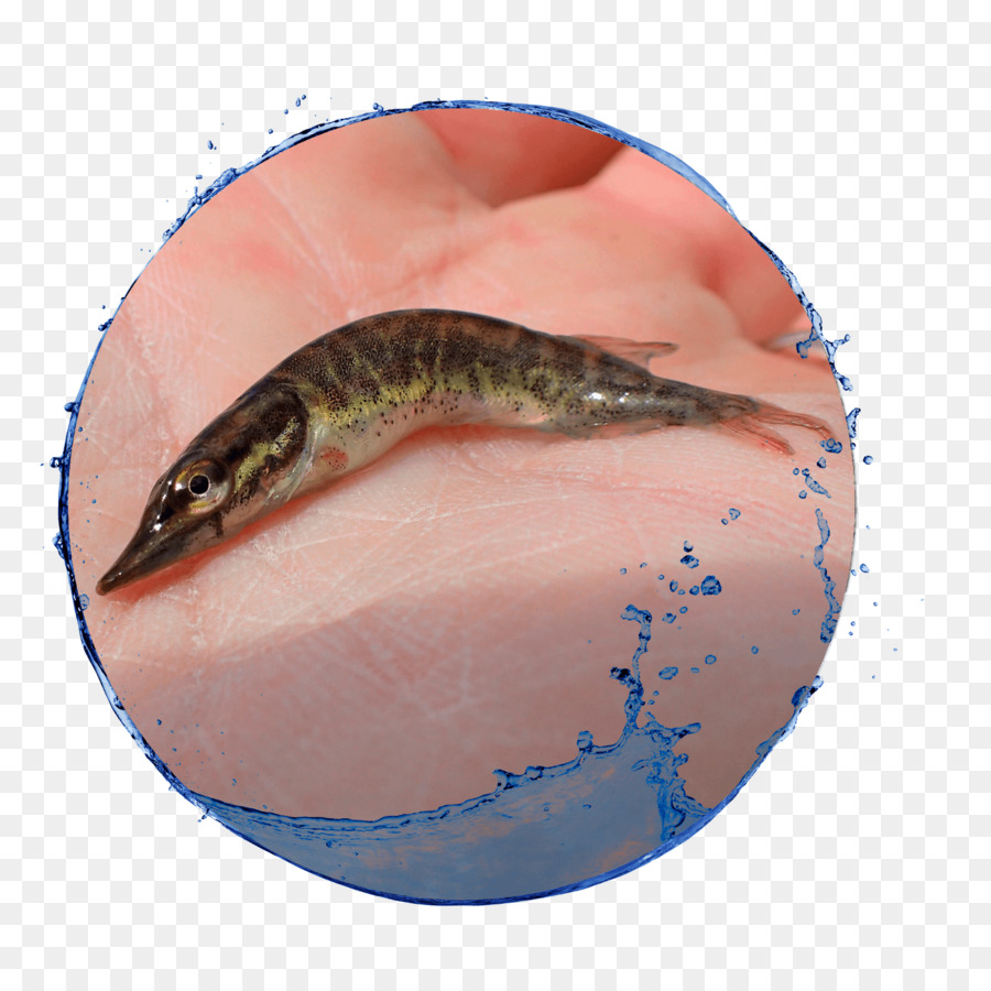Ikan，Cf PNG
