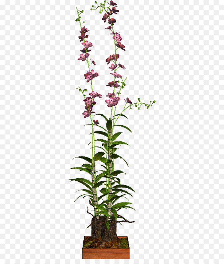 Dendrobium，Houseplant PNG