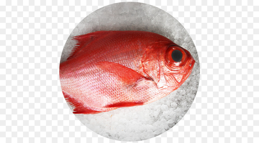 Ikan，Utara Kakap Merah PNG