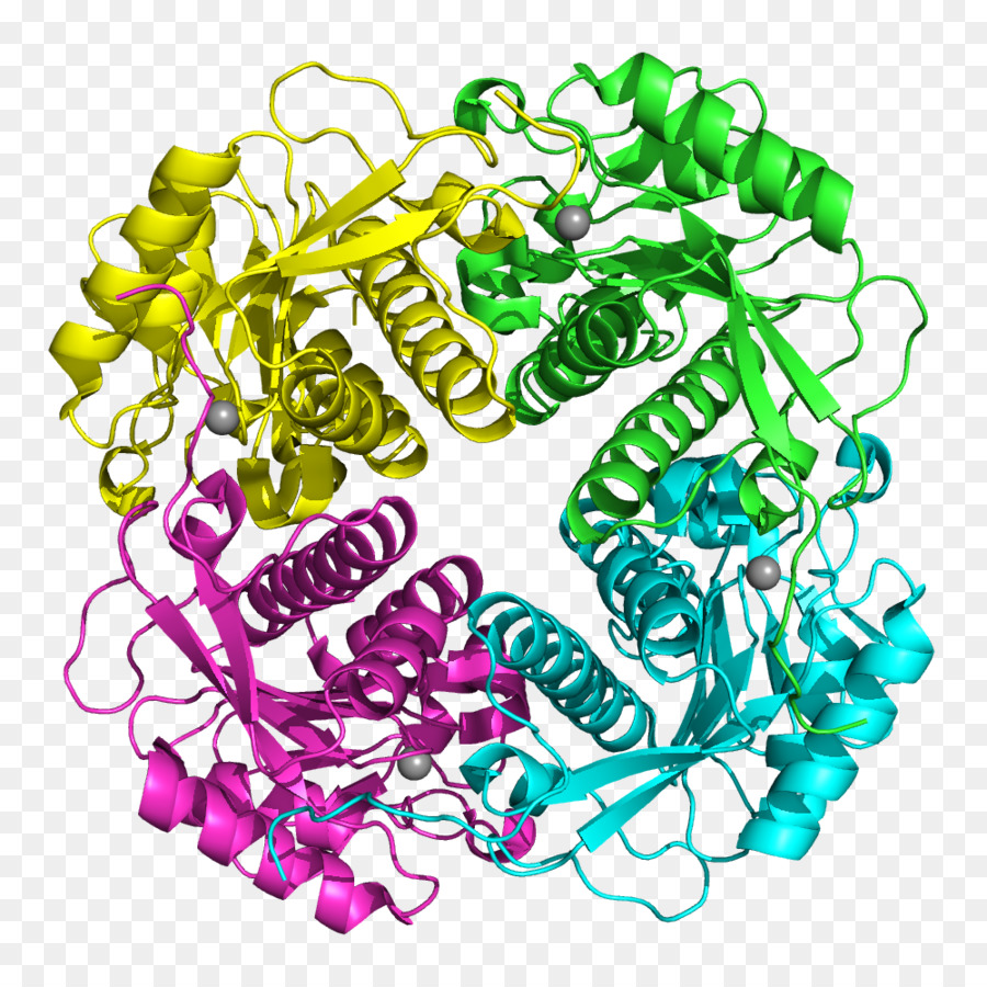 Struktur Protein，Molekul PNG