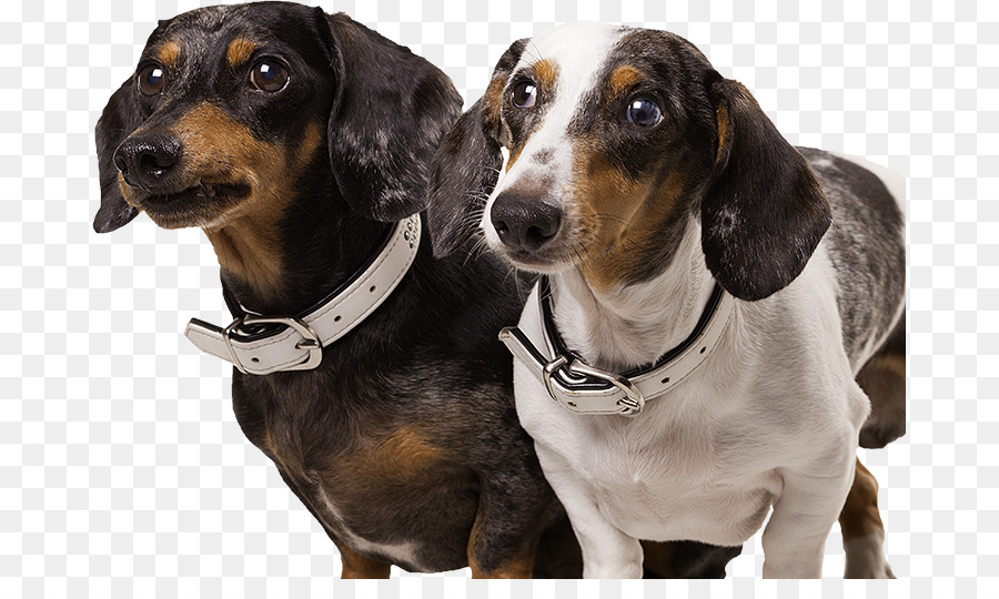 Dachshund，Postma Pakan PNG