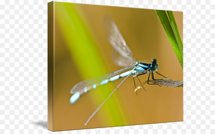 Capung，Damselflies PNG