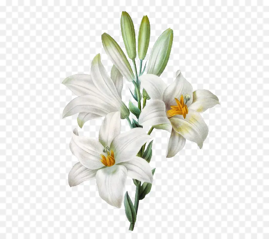 Madonna Lily，Lily Paskah PNG