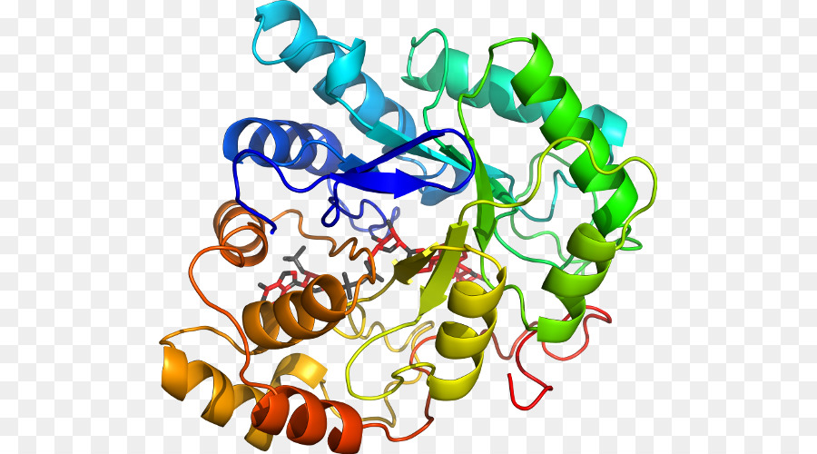 Struktur Protein，Molekul PNG