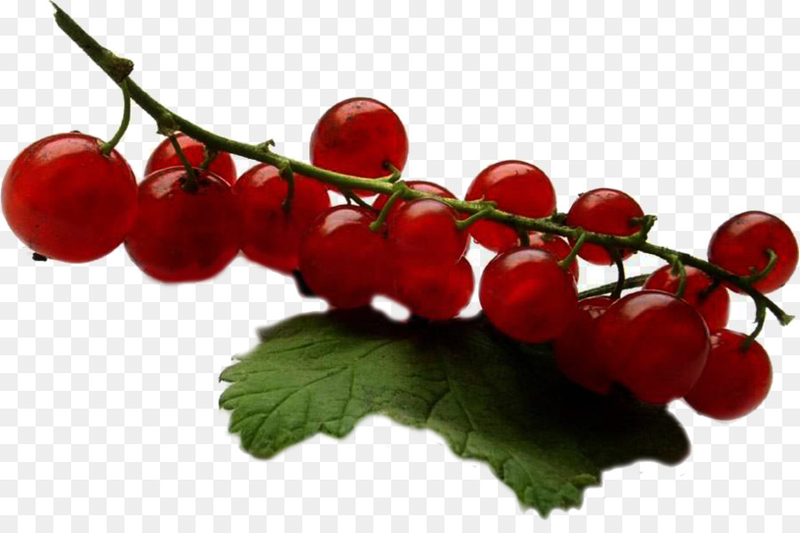 Redcurrant，Buah PNG