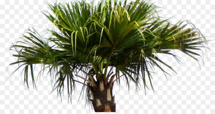 Asia Palmyra Palm，Livistona Chinensis PNG