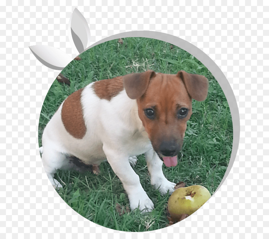 Jack Russell Terrier，Anjing Berkembang Biak PNG