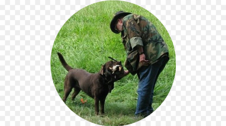 Labrador Retriever，Anjing Berburu PNG