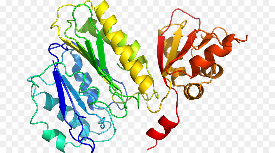 Struktur Protein，Molekul PNG