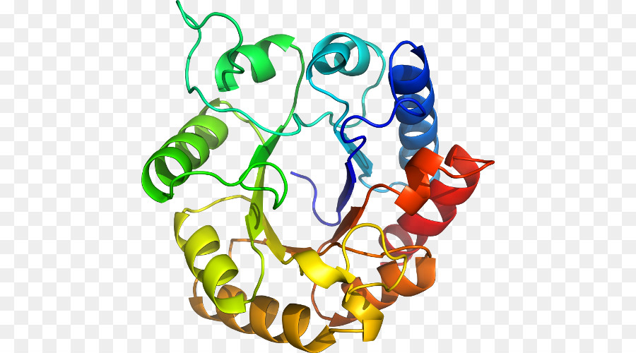 Struktur Protein，Molekul PNG