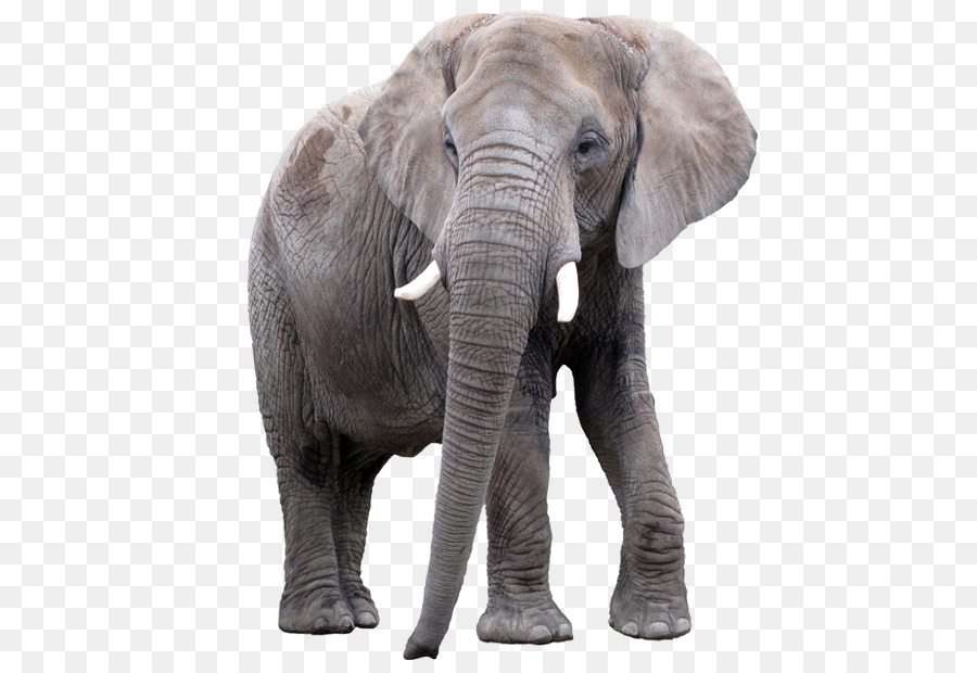 Gajah Afrika，Elephantidae PNG
