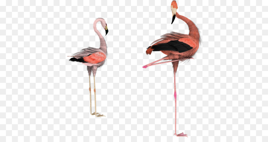 Flamingo，Berwarna Merah Muda PNG