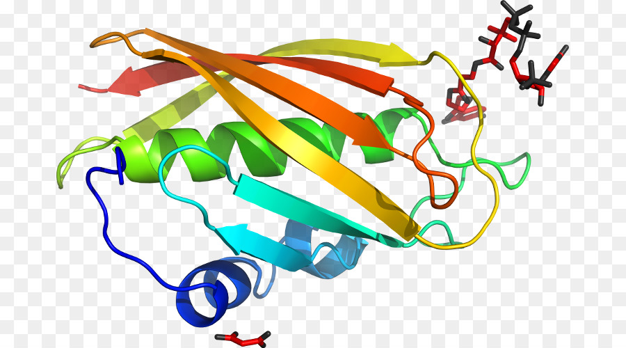 Struktur Protein，Biologi PNG