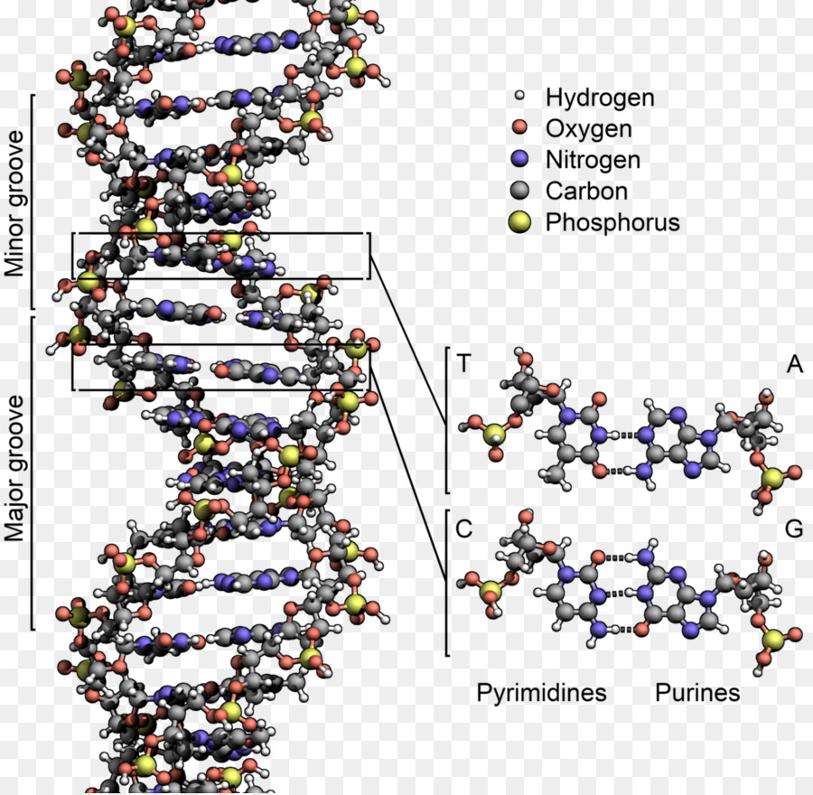 Double Helix Rekening Pribadi Dari Penemuan Struktur Dna，Dna PNG