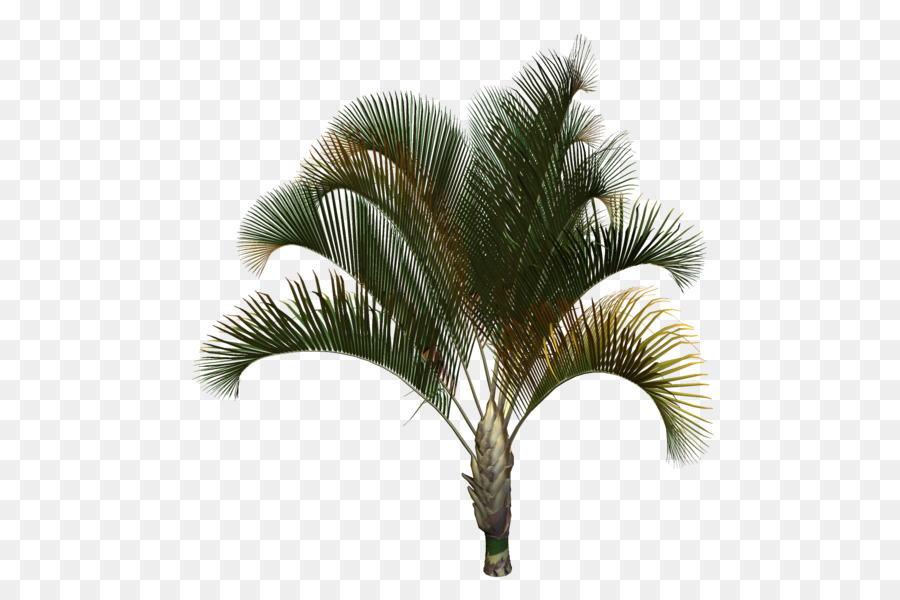 Asia Palmyra Palm，Babassu PNG