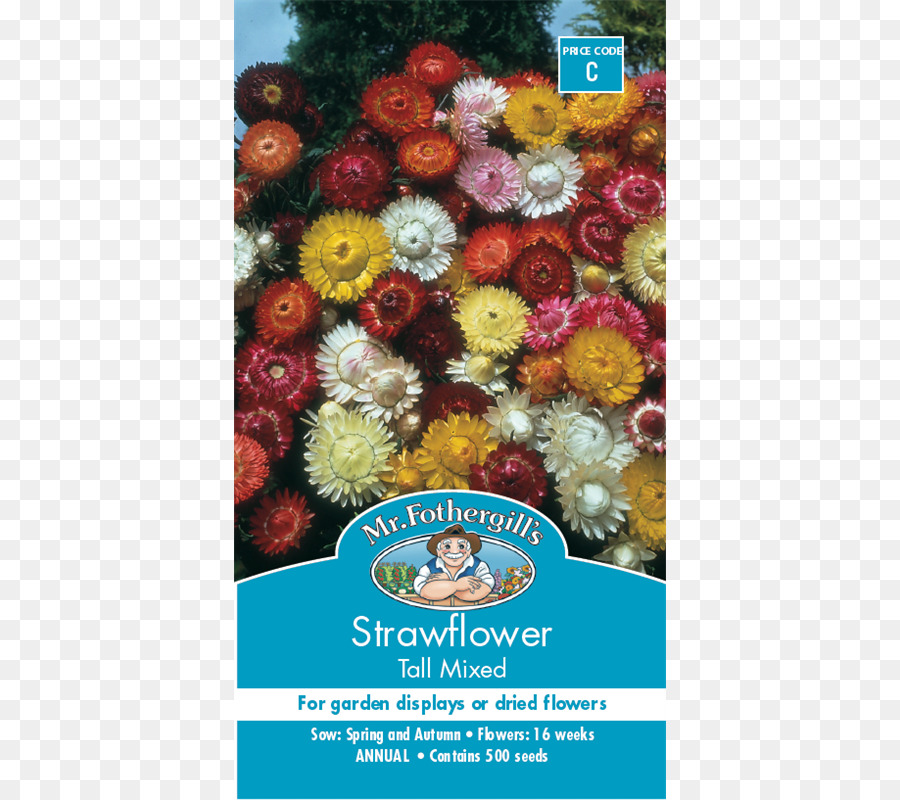 Bunga，Strawflower PNG