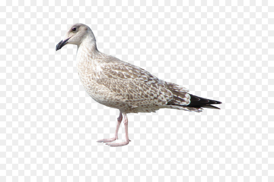 Eropa Herring Gull，Burung PNG