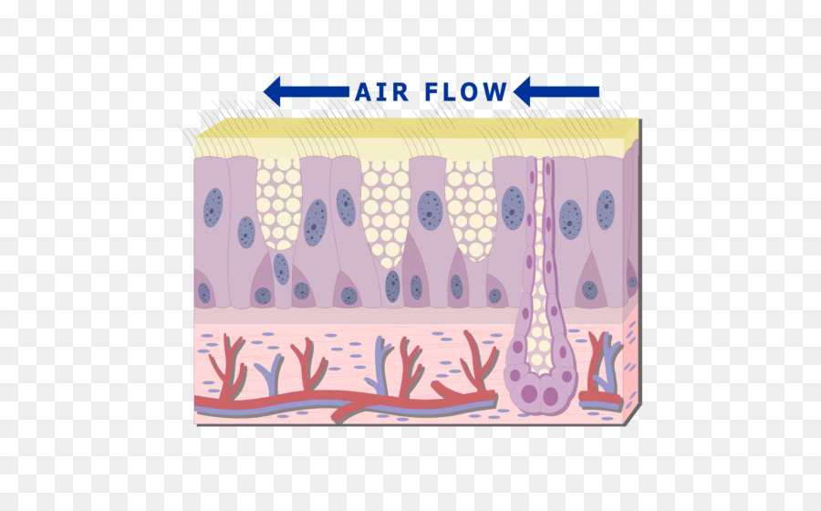 Diagram Kulit，Aliran Udara PNG