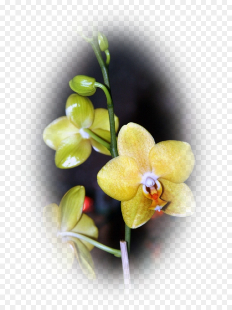 Ngengat Anggrek，Dendrobium PNG