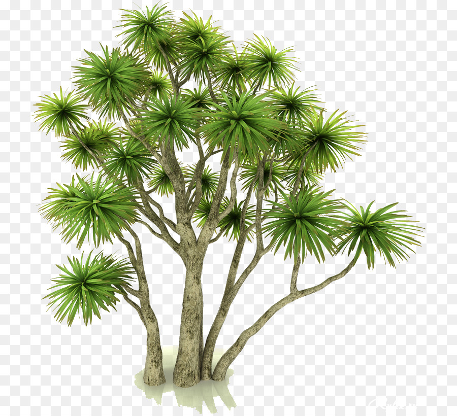 Asia Palmyra Palm，Pot Bunga PNG