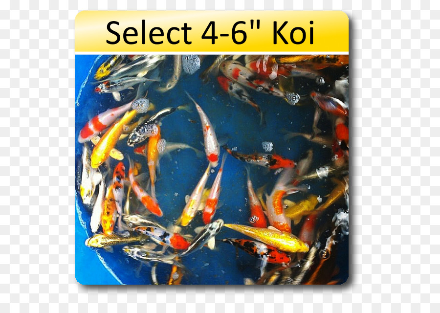 Koi，Weelec Bv PNG