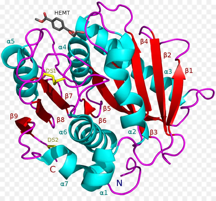 Devella Senciss，Petase PNG