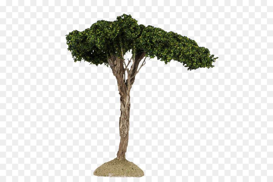 Pohon Bonsai，Miniatur PNG